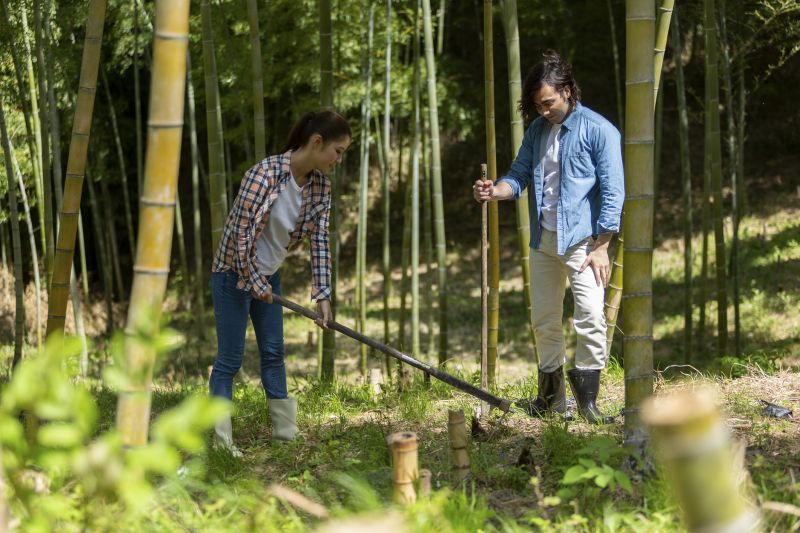 Bamboo Roots Extraction