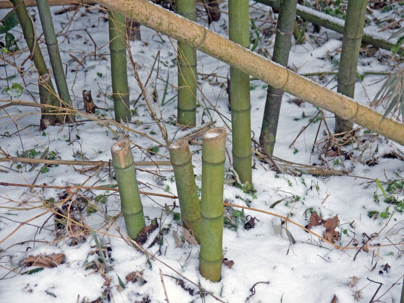 Bamboo Removal Costs — Cost of Bamboo Removal