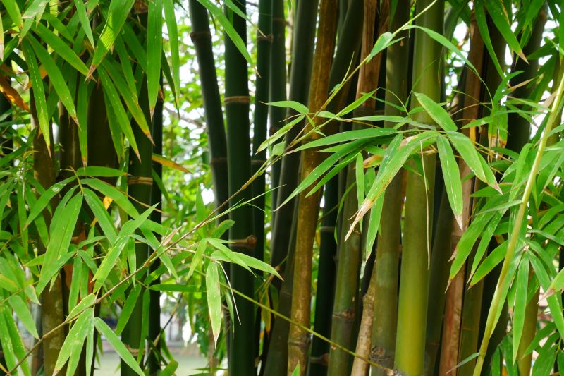 Bamboo Removal Costs — Cost of Bamboo Removal