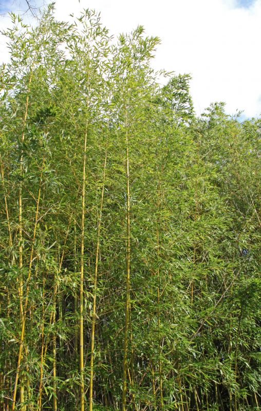 Bamboo Removal Costs — Cost of Bamboo Removal