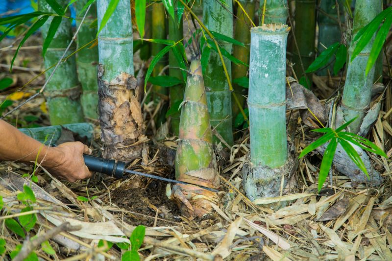 Bamboo Removal Costs — Cost of Bamboo Removal