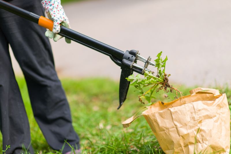 Bamboo Removal Costs — Cost of Bamboo Removal