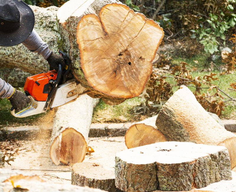 Cypress Tree Removal in Pottstown, PA