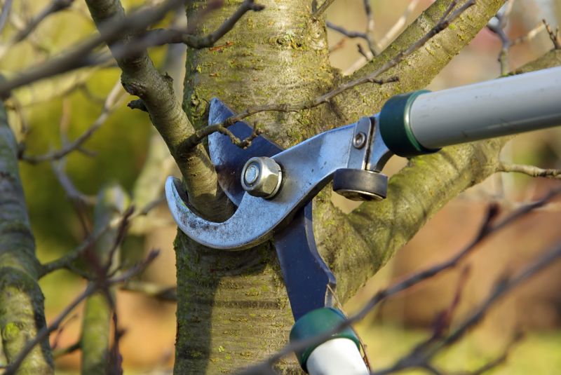 Oak Tree Pruning in San Jose, CA