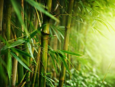 Bamboo is an Invasive Plant