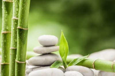 Get Bamboo Removal Services
