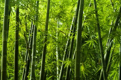 Remove Bamboo from Your Property